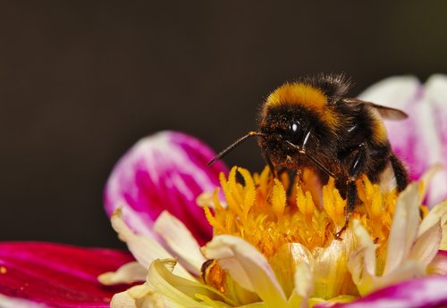 hummel  zinnia  blossom