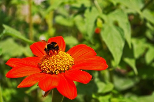 hummel  insect  summer flower