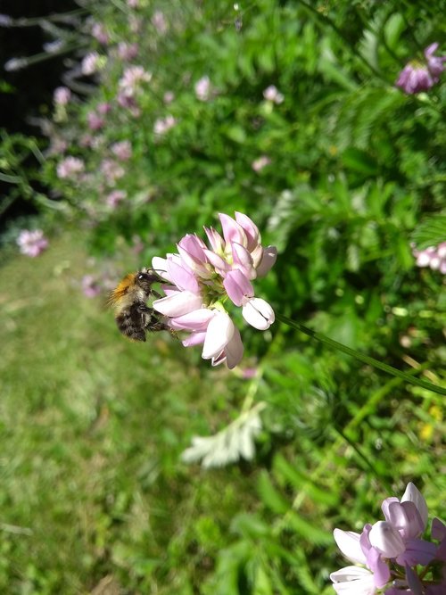 hummel  lavender  flower