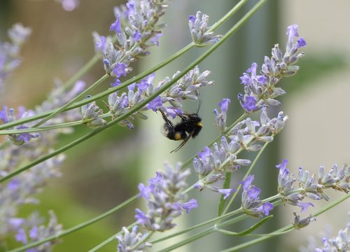 hummel  insect  garden