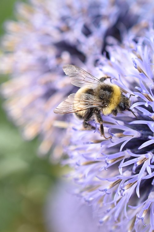 hummel  insect  violet