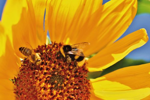 hummel  insect  blossom