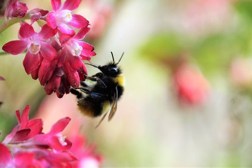 hummel  blossom  bloom