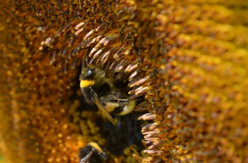 hummel bee pollen nectar