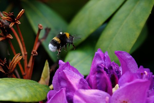 hummel  insect  blossom