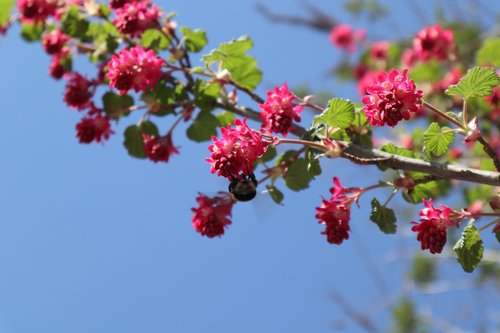 hummel  bush  pink