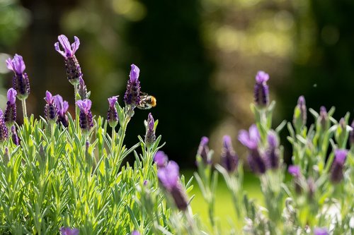 hummel  blossom  bloom