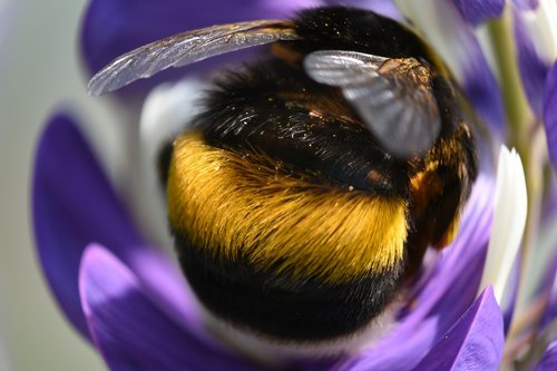 hummel  insect  meadow