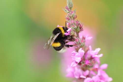 hummel  insect  nectar