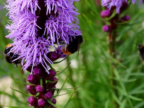 hummel  blossom  bloom