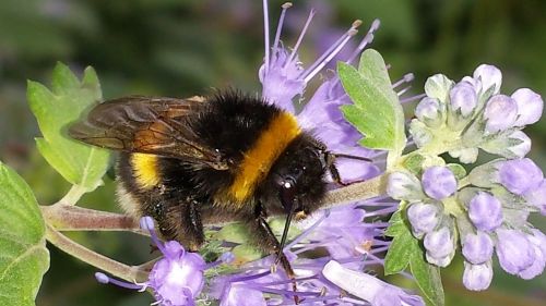 hummel bee insect