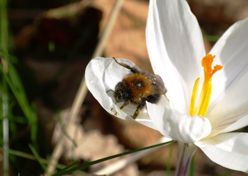 hummel pollen close