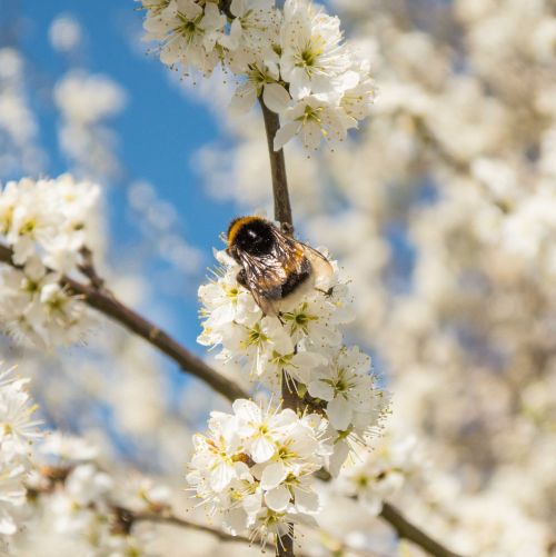 hummel flowers white