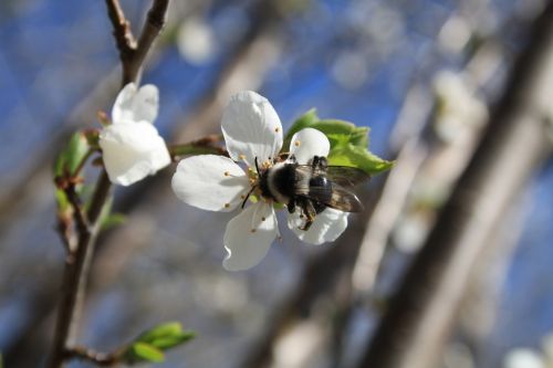 hummel blossom bloom