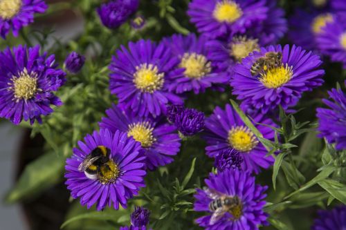 hummel insect flower