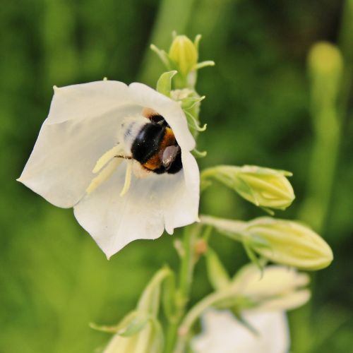 hummel bellflower flower