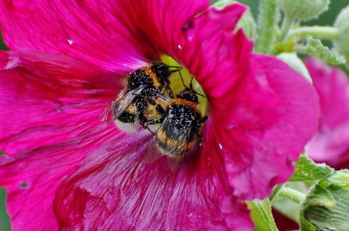 hummel insect pollen