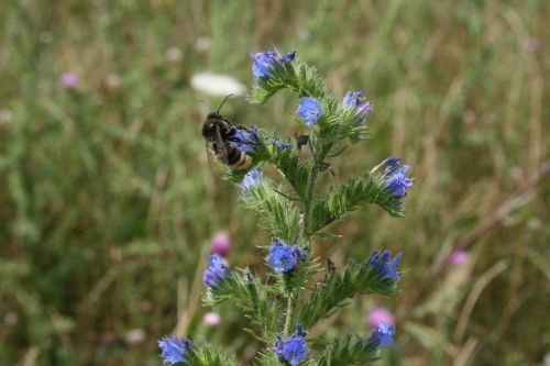 hummel nature insect