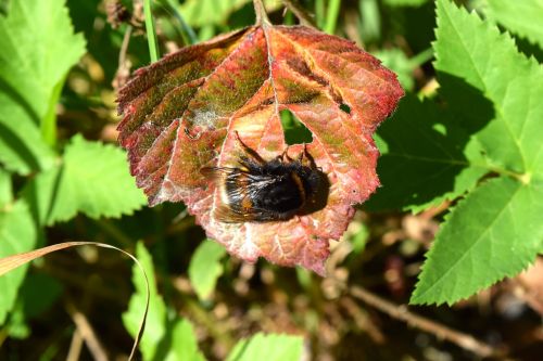 hummel insect leaf