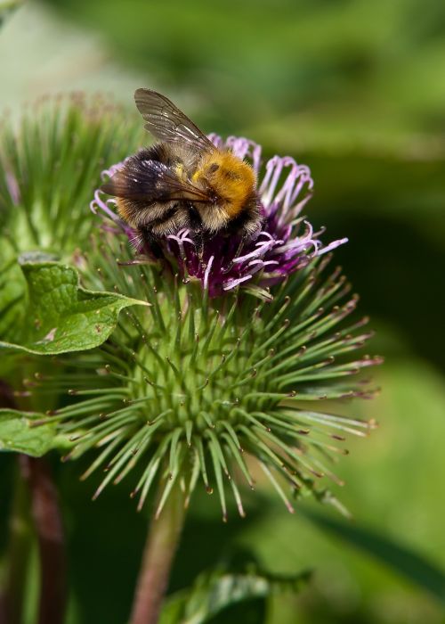 hummel insect flower