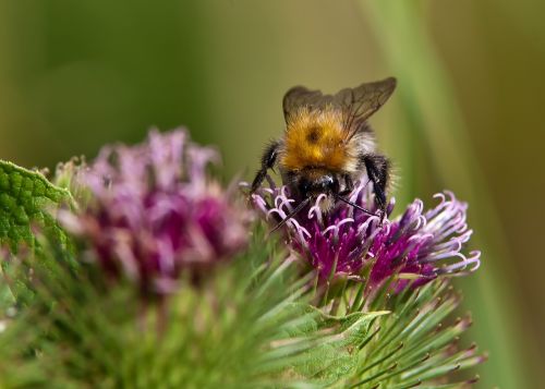 hummel insect flower