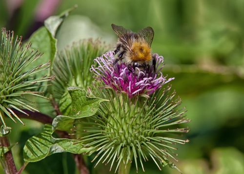 hummel insect flower