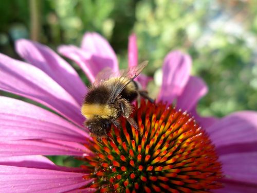 hummel summer pollination