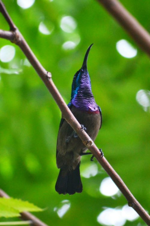 humming bird male bird colorful bird