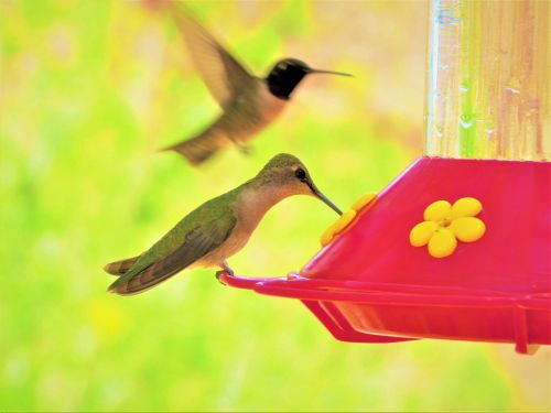 humming bird colorful green