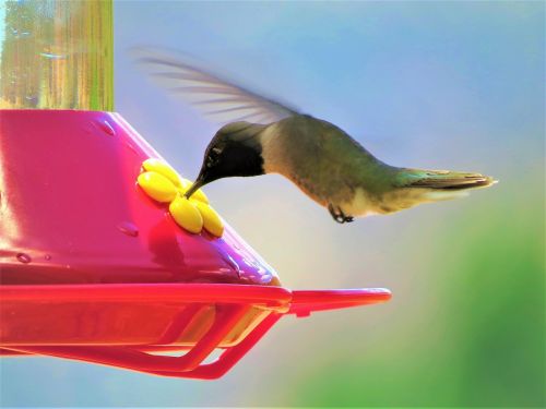 humming bird in flight red feeder