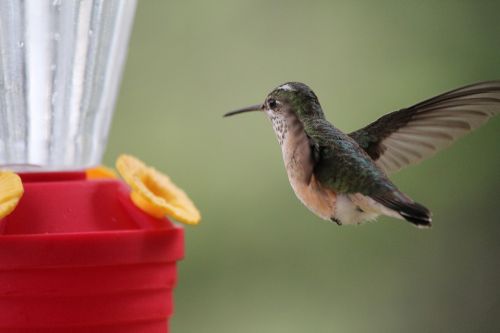 humming bird bird feeding birds