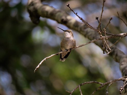 humming bird  tree  wildlife