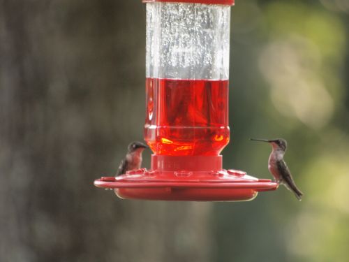 Humming Bird Couple