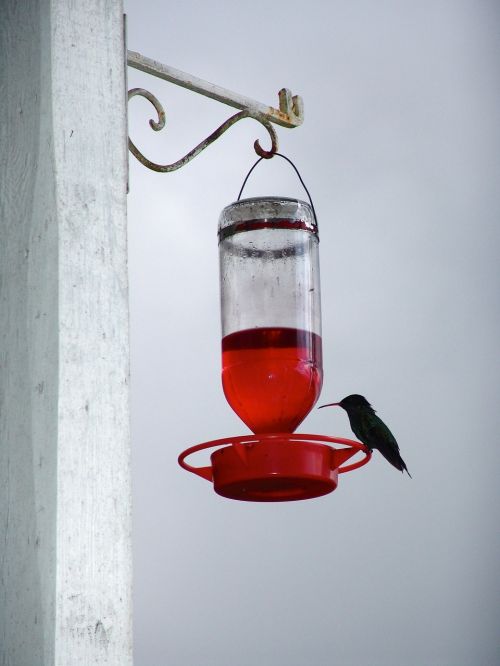 hummingbird drink bird