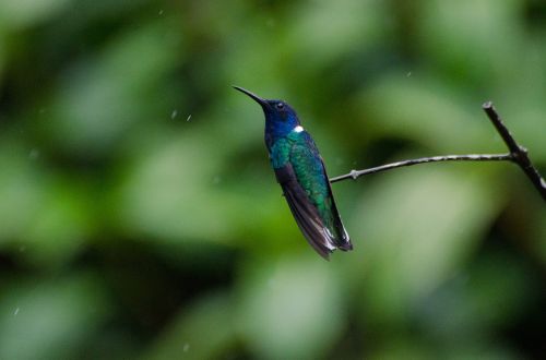 hummingbird jacobin bird