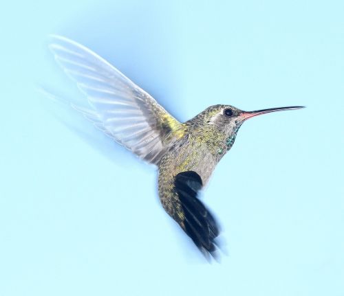 hummingbird flying portrait