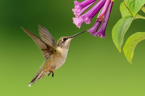 hummingbird flying feeding