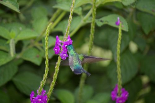 hummingbird bird flower