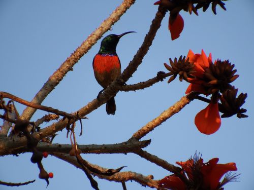 hummingbird tree blossom