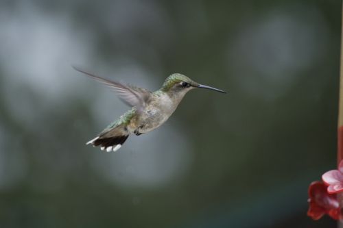 hummingbird nature ornithology