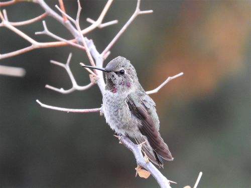 hummingbird anna's hummingbird bird