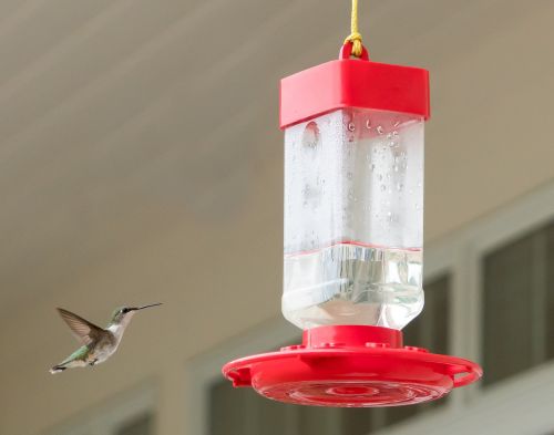 hummingbird flying feeder
