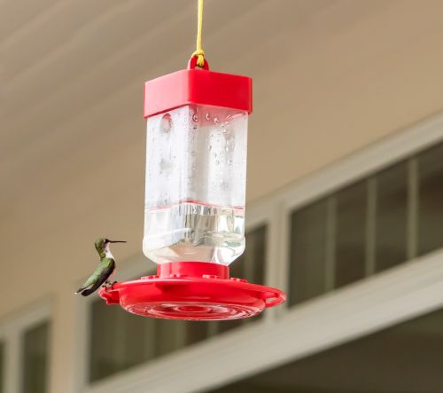 hummingbird sitting feeding