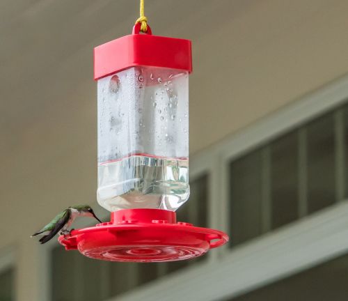 hummingbird sitting feeding