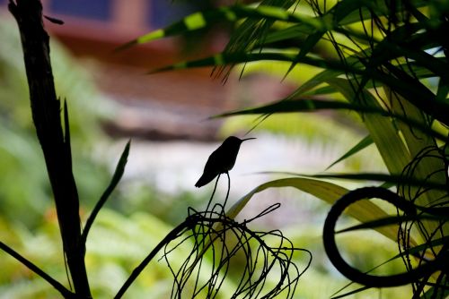 hummingbird silhouette perched