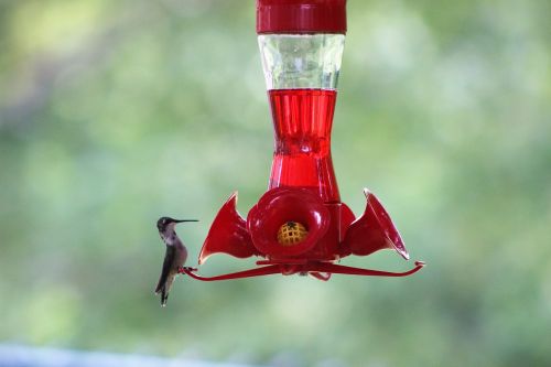 hummingbird bird sugar eaters