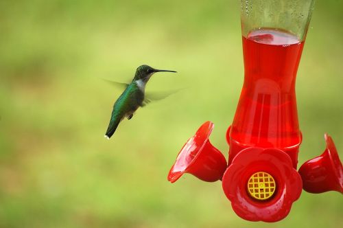 hummingbird bird small