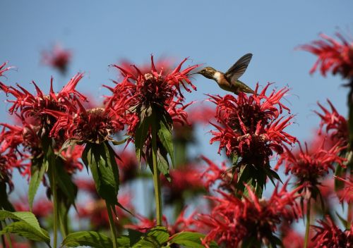 hummingbird wild flower bird