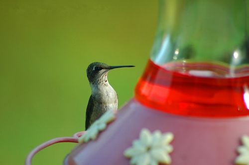 hummingbird avian bird