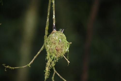 hummingbird nests wildlife